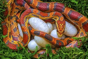 Animal Eggs Gallery: Corn snake (Pantherophis guttatus), female with recently laid eggs, captive