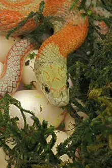 Colubridae Prints: Corn snake (Pantherophis guttatus), mother with newly laid eggs. Captive