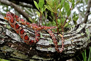 Animal Markings Prints: Corn snake (Pantherophis guttatus) resting on tree branch