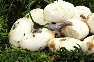Captive Prints: Corn snakes (Pantherophis guttatus) hatching from eggs. Captive