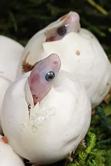 Captive Prints: Corn snakes (Pantherophis guttatus) hatching from eggs. Captive. Palmetto morph