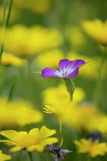 Wildflower Prints: Corncockle (Agrostemma githago) and Corn marigolds (Chrysanthemum segetum) flowering in sown wildflower meadow