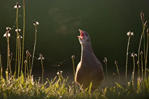 East Europe Collection: Corncrake (Crex Crex) calling, with breath vapor in early morning, Kiskunsagi National Park