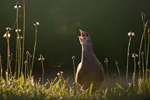 Corncrake (Crex Crex) calling, with breath vapor in early morning, Kiskunsagi National Park