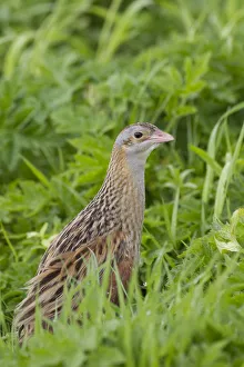 Waterfowl Prints: Corncrake (Crex crex) amongst grass, Balranald RSPB reserve, North Uist, Western