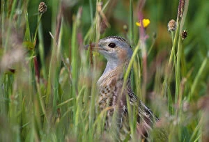 2018 April Highlights Collection: Corncrake (Crex crex) hidden in meadow, Balranald RSPB Nature Reserve, North Uist