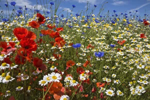 Cornfield annual summer wildflowers growing on one of the plant charity Landlife s