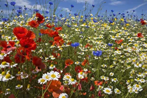 Miispecies Prints: Cornfield annual summer wildflowers growing on one of the plant charity Landlife s