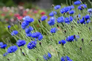 Asterales Prints: Cornflowers (Centaurea cyanus) in flower