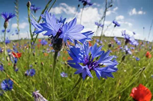 Italy Prints: Cornflowers (Centaurea cyanus) growing on fallow fields near Orvieto, Umbria, Italy, June