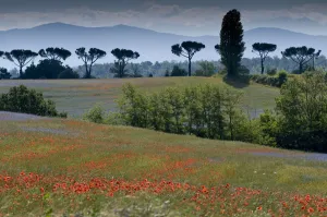 Centaurea Prints: Cornflowers (Centaurea cyanus) and poppies (Papaver rhoeas) growing on fallow fields near Orvieto