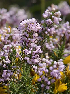 Ericaceous Prints: Cornish heath (Erica vagans) clump flowering on montane pastureland