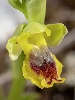 Orchids Prints: Corsican ophrys (Ophrys lutea phrygana) flower