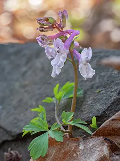 Papaveraceae Prints: Corydalis (Corydalis cava) in flower, nr. Orvieto, Umbria, Italy. March
