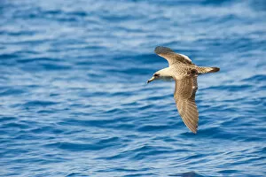 Spain Collection: Corys Shearwater (Calonectris diomedea) in flight over sea, Canary Islands, May 2009