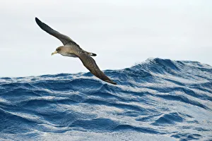 Magnus Lundgren Prints: Corys shearwater (Calonectris diomedea) in flight over sea, Pico, Azores, Portugal
