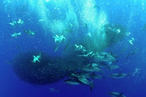 Atlantic Ocean Gallery: Corys shearwaters (Calonectris diomedea) diving among a mass of shoaling fish to feed