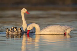 La Pampa Prints: Coscoroba swan, (Coscoroba coscoroba) family with chicks, La Pampa, Argentina