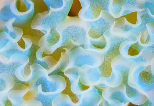 2020 April Highlights Prints: Cose up of pattern detail on the back of a Lettuce Sea Slug (Elysia crispata) The Bahamas