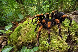 Hairy Prints: Costa Rican orange-kneed tarantula (Megaphobema mesomelas) resting on moss on forest floor