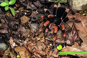 Tarantula Prints: Costa Rican red leg tarantula (Megaphobema mesomelas) male