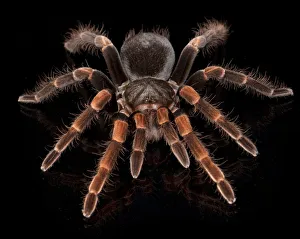 Hairy Prints: Costa Rican Redleg Tarantula (Megaphobema mesomelas), captive from South America