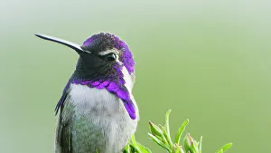 Iridescent Collection: Costa's hummingbird (Calypte costae) male, portrait, showing purple iridescence of head