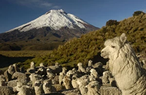 Livestock Collection: Cotopaxi Volcano (5897 meters) and herd of Alpacas (Lama pacos) Highest active volcano in the world