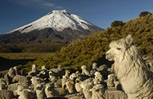 Cotopaxi Volcano (5897 meters) and herd of Alpacas (Lama pacos) Highest active volcano in the world