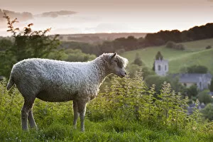 Cotswolds Lion rare breed sheep (Ovis aries) and the village of Naunton at sunset