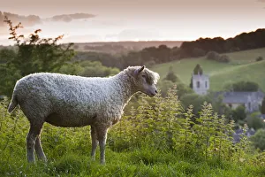 Cotswolds Prints: Cotswolds Lion rare breed sheep (Ovis aries) and the village of Naunton at sunset