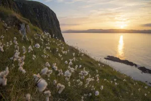 Cottonsedge Prints: Cotton grass (Eriophorum angustifolium) growing on Garbh Eilean with the Isle of Lewis behind