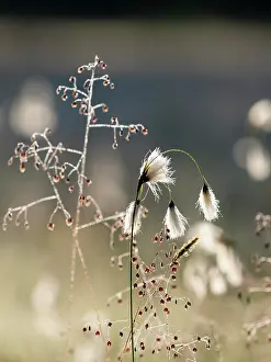 Gramineae Prints: Cotton grass (Eriophorum angustifolium) and Quaking grass (Briza media) in sunlight