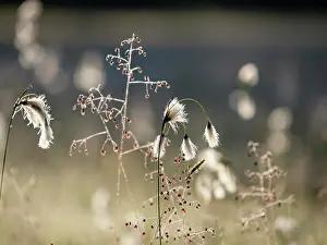 Gramineae Prints: Cotton grass (Eriophorum angustifolium) and Quaking grass (Briza media) in sunlight