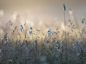 Natural Light Prints: Cotton grass (Eriophorum angustifolium) and Quaking grass (Briza media) in sunlight