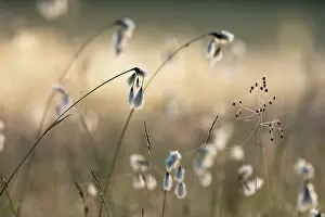 Natural Light Prints: Cotton grass (Eriophorum angustifolium) and Quaking grass (Briza media) in sunlight