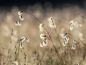 Natural Light Prints: Cotton grass (Eriophorum angustifolium) and Quaking grass (Briza media) in sunlight