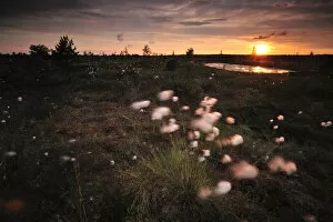Images Dated 11th June 2008: Cotton grass (Eriophorum) growing in bog at sunset, Kemeri National Park, Latvia
