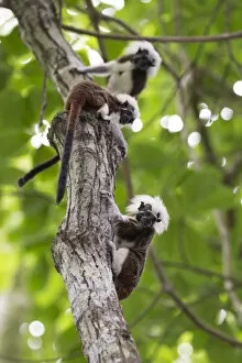 Images Dated 4th July 2016: Cotton-top tamarin (Saguinus oedipus), three climbing tree. Northern Colombia