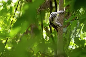 Colombia Prints: Cotton-top tamarin (Saguinus oedipus) climbing up tree, Tayrona National Park, Colombia