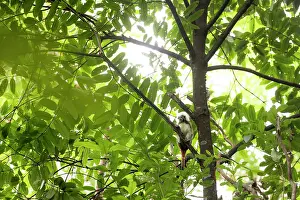 Saguinus Prints: Cotton-top tamarin (Saguinus oedipus) sitting in tree