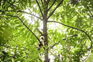 Colombia Prints: Cotton-top tamarin (Saguinus oedipus) sitting in tree