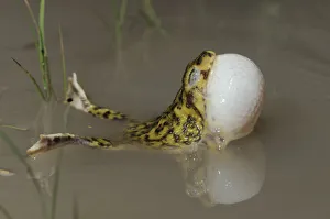 Couchs Spadefoot (Scaphiopus couchii) adult at night calling with vocal sac inflated