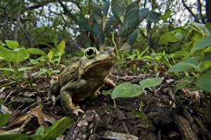 Couch's spadefoot toad (Scaphiopus couchii) on the forest floor, Texas, USA. May Couch's spadefoot toad (Scaphiopus couchii) on the forest floor, Texas, USA. May