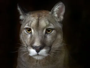 Black Background Prints: Cougar (Puma concolor) portrait, captive, occurs in Americas. Digitally manipulated