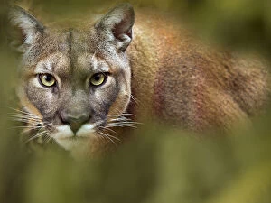 Cougar (Puma concolor) portrait, captive, occurs in the Americas. With digitally added leaves