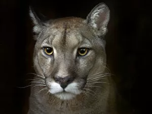 Black Background Gallery: Cougar (Puma concolor) portrait, captive, occurs in Americas. Digitally manipulated