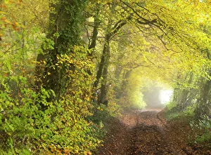 Corylus Prints: Country lane alongside beech and hazel woodland