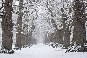 European Chestnut Prints: Country lane lined with 200 year old sweet chestnut trees (Castanea sativa
