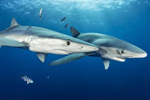 Azores Prints: Couple of Blue shark (Prionace glauca) and Pilot fish (Naucrates ductor), Pico Island